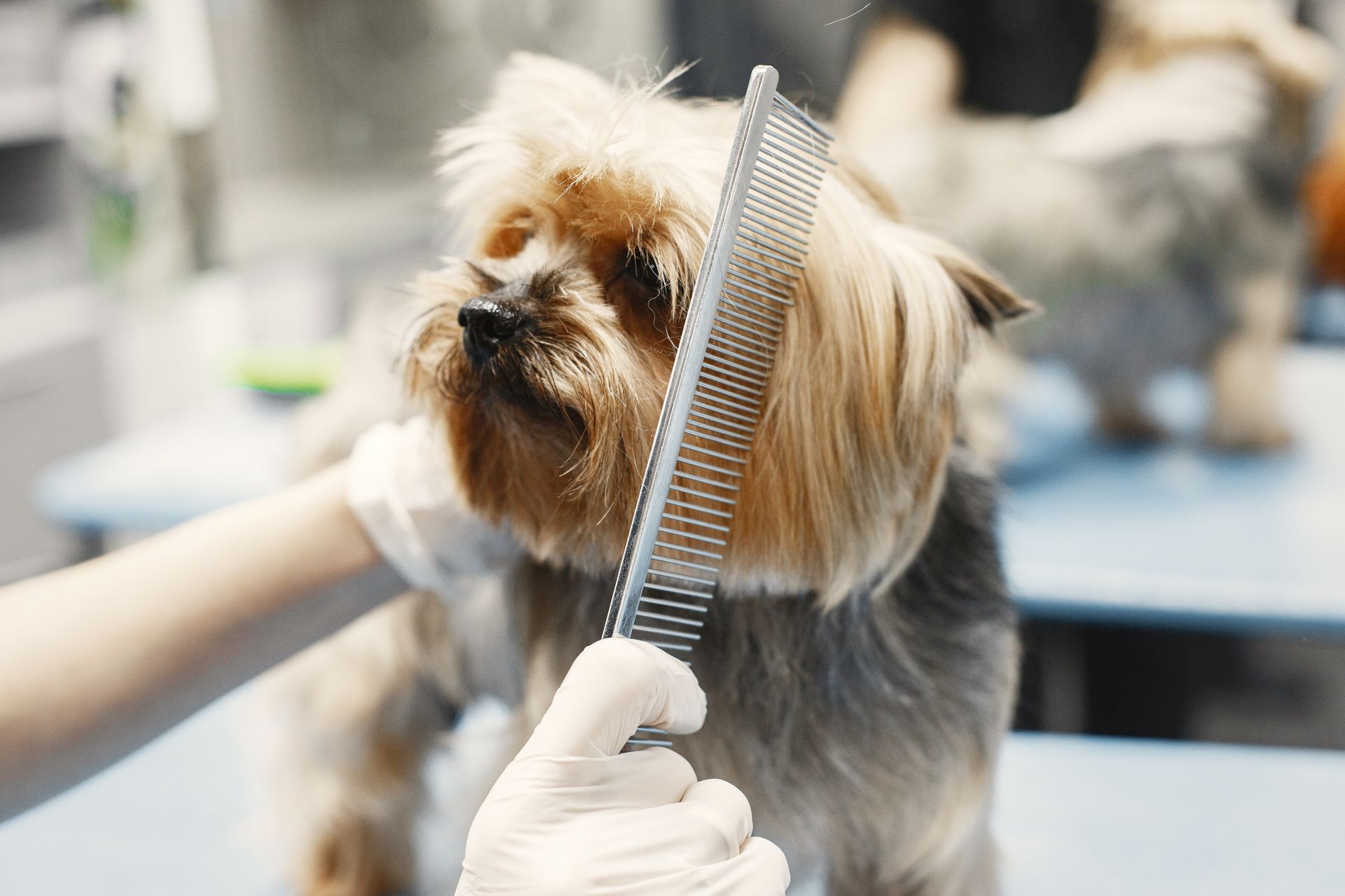 Premium grooming in progress