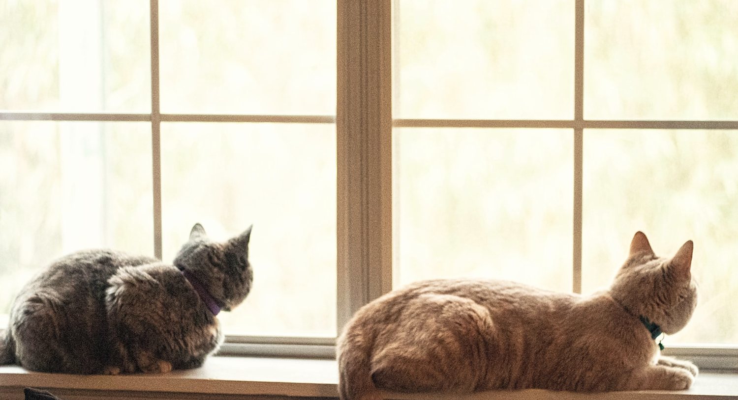 Cat guest at the second-floor retreat