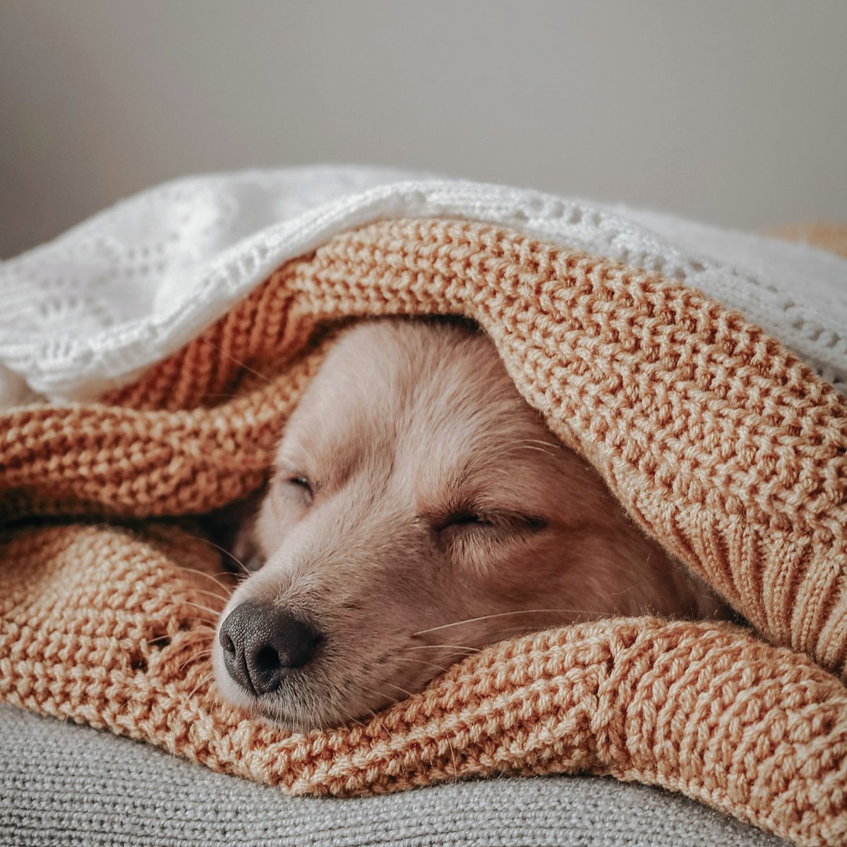 A club member asleep under a blanket during nap hour