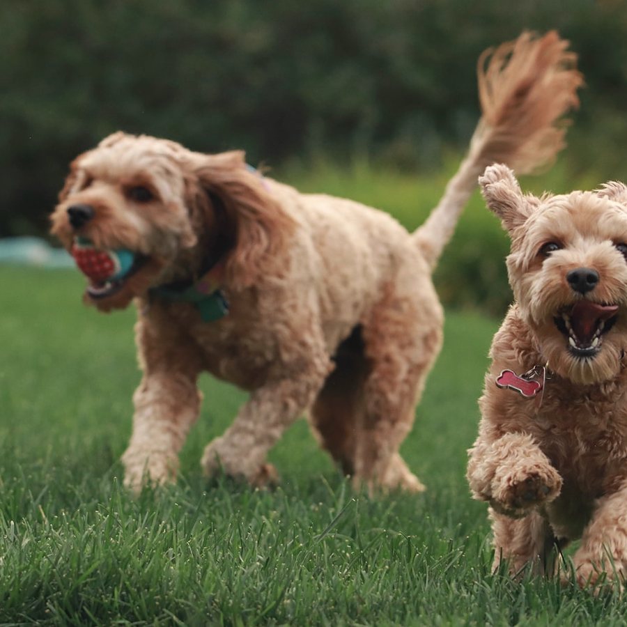 Two club members running together in the yard