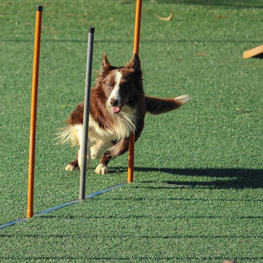 A dog running the weave poles on the agility course
