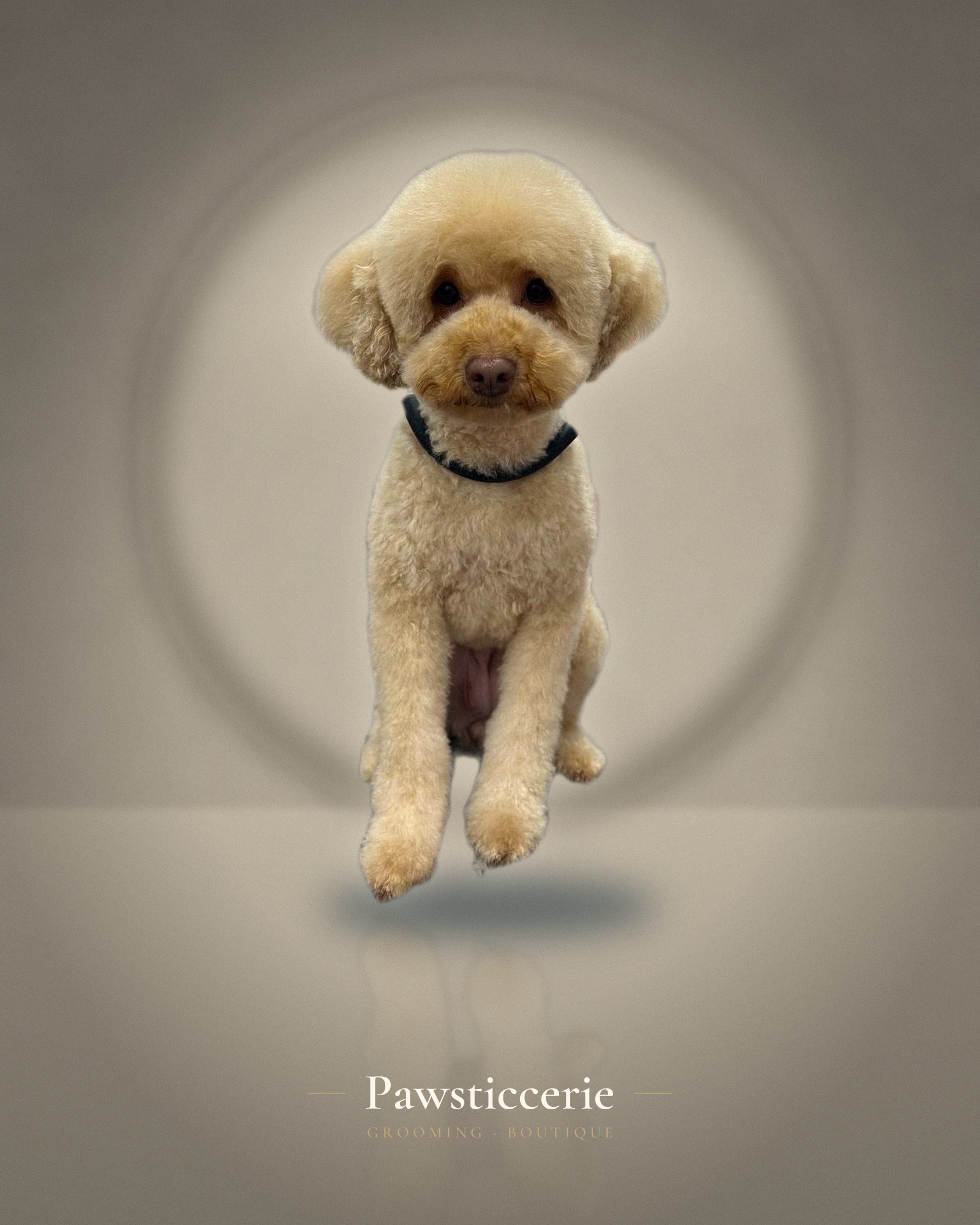 Toy Poodle, Korean Bear Cut by Su