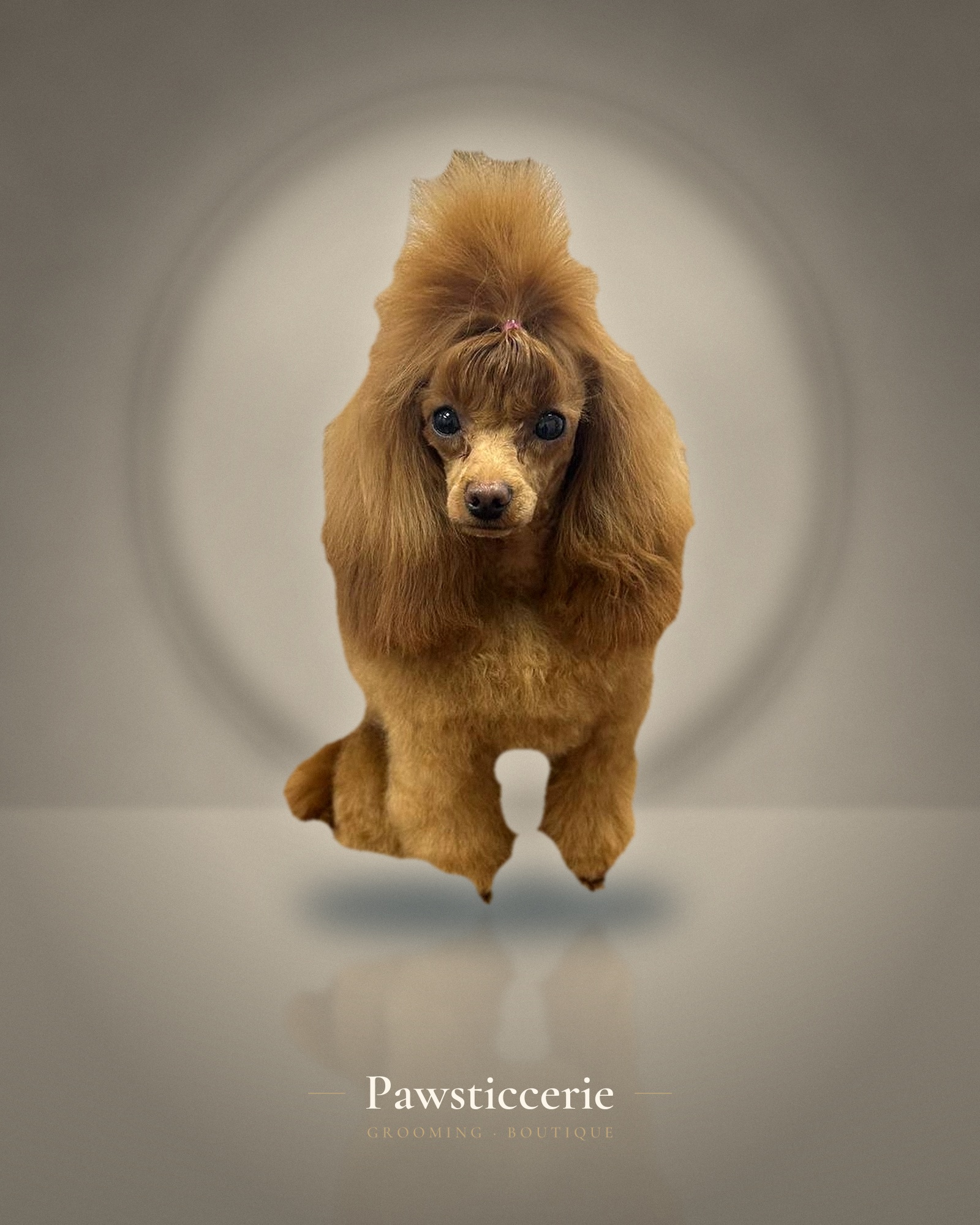 Toy Poodle, Korean Top-Knot by Su
