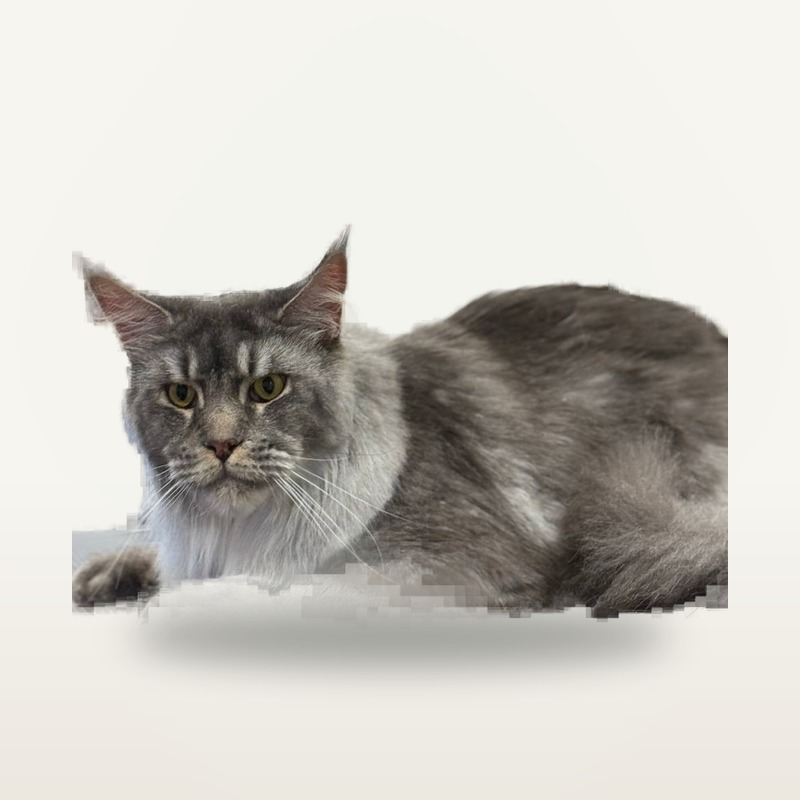 Cat groom by Erin
