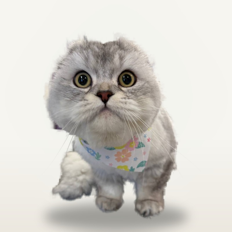 Cat groom by Erin
